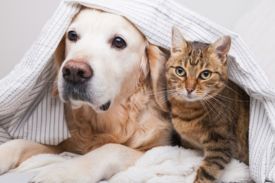 Pet App Veterinario - Dog Cat: La Solución Integral para la Salud de Tu Mascota