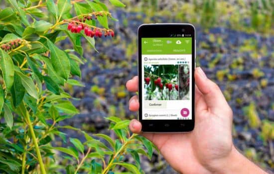 Identifica Plantas de Forma Rápida y Precisa con Solo una Foto